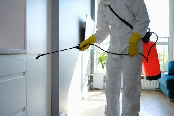 Best Affordable Mold Removal  in West Canton, NC