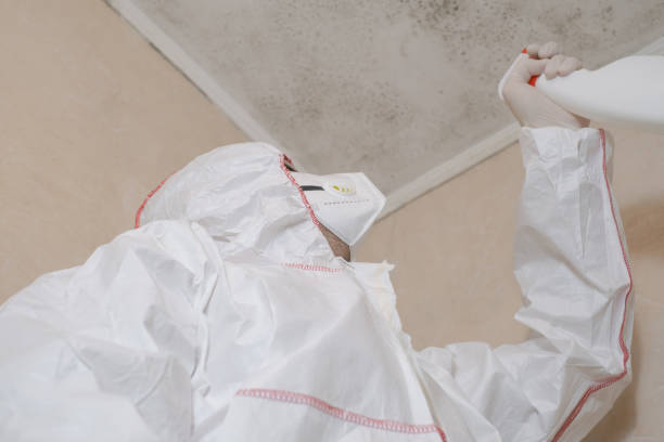 Best Mold Removal Company Near Me  in West Canton, NC