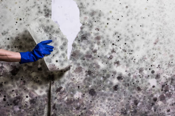 Best Mold Damage Repair  in West Canton, NC