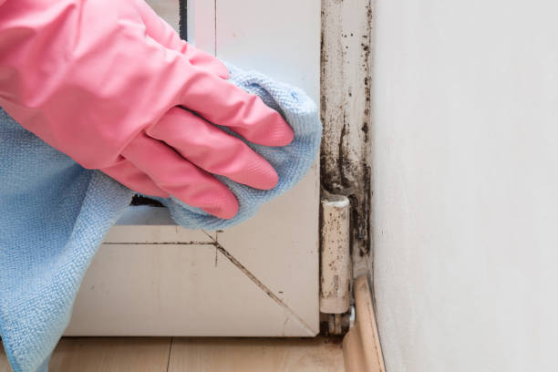 Mold Removal and Inspection in West Canton, NC